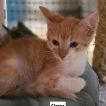 Simba C11929 -  Domestic Short Hair Cat for Adoption - Simba C11929 | PetCurious