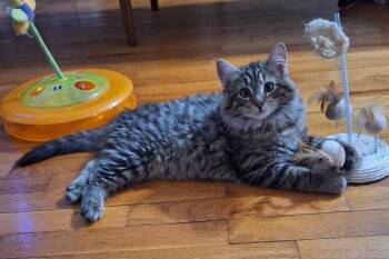 Domestic Medium Hair Cats Available for Adoption - SCOOBY DOO | PetCurious
