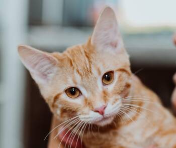 Rescue Tabby Cats for Adoption in Le Mars, Iowa - Spanky | PetCurious