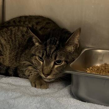 Samwise -  Domestic Short Hair Cat for Adoption in Troy, Virginia - Samwise | PetCurious
