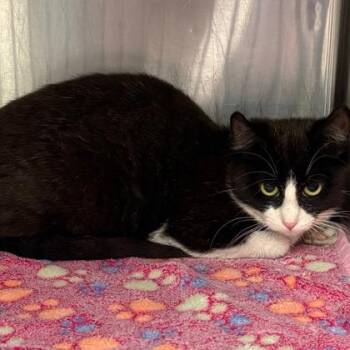 Domestic Short Hair Cats Available for Adoption in Fort Worth, Texas - Inky | PetCurious