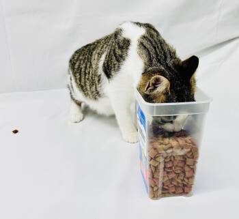 Scrappy Doo -  Domestic Short Hair Cat for Adoption in Greensburg, Pennsylvania - Scrappy Doo | PetCurious