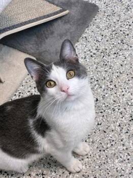 Domestic Short Hair Cats Available for Adoption in Kansas City, Missouri - Parachute Malfunction | PetCurious