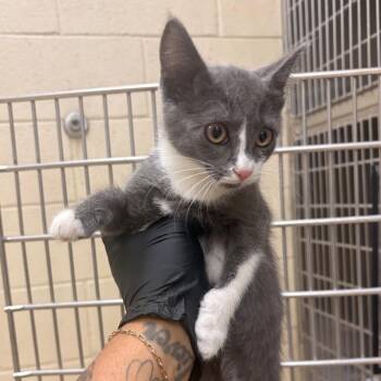 Barney -  Domestic Short Hair Cat for Adoption in Winston-salem, North Carolina - Barney | PetCurious