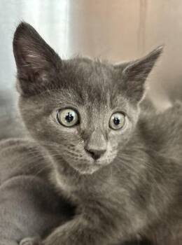 Cotton Candy -  Domestic Short Hair Cat Available for Adoption in Golden, Colorado - Cotton Candy | PetCurious