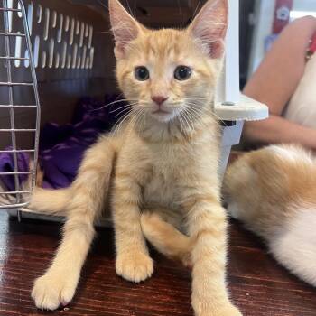 Lighting-C -  Domestic Short Hair Cat for Adoption in East St. Louis, Illinois - Lighting-C | PetCurious