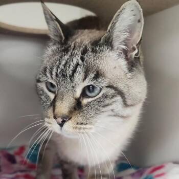 Daphne (Ruby) -  Domestic Short Hair Cat for Adoption in Park City, Utah - Daphne (Ruby) | PetCurious