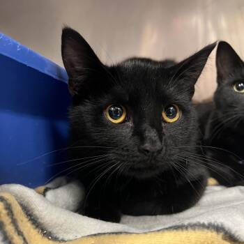 Domestic Short Hair Cats Available for Adoption - Guiness | PetCurious