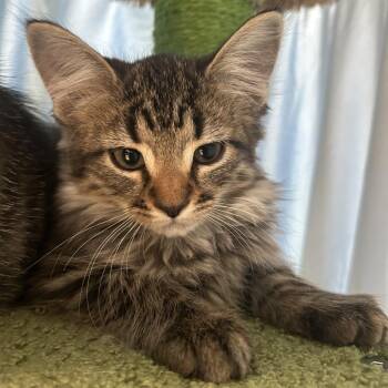 Stewart -  Domestic Medium Hair and Domestic Short Hair Cat for Adoption in Bedford, New Hampshire - Stewart | PetCurious