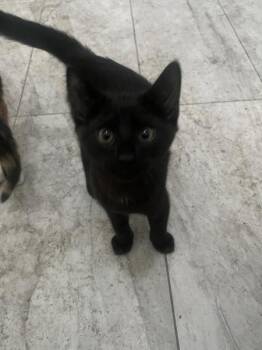 Domestic Short Hair Cats Available for Adoption - Maximus | PetCurious