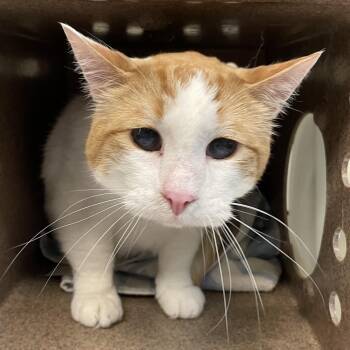 Domestic Short Hair Cats Available for Adoption in Pasadena, California - Louie | PetCurious