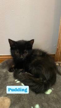 Pudding -  Domestic Long Hair Cat for Adoption in Crown Point, Indiana - Pudding | PetCurious