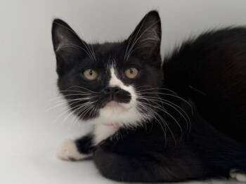 Leaf -  Domestic Short Hair Cat for Adoption in Portland, Oregon - Leaf | PetCurious
