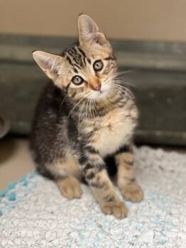 Ty- 61287917 -  Domestic Short Hair Cat for Adoption in Elko, Nevada - Ty- 61287917 | PetCurious