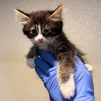 IVHS-Stray-143390 -  Domestic Medium Hair Cat for Adoption in San Gabriel, California - IVHS-Stray-143390 | PetCurious
