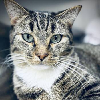 Ollie -  Domestic Short Hair Cat for Adoption in Fort Worth, Texas - Ollie | PetCurious