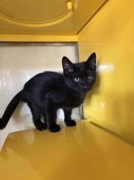 Benedict Bridgerton -  Domestic Medium Hair Cat for Adoption in El Paso, Texas - Benedict Bridgerton | PetCurious
