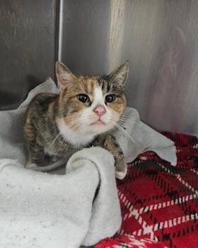 Domestic Short Hair Cats Available for Adoption - Maggie | PetCurious