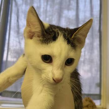 Domestic Short Hair Cats Available for Adoption in Hemet, California - Snow | PetCurious