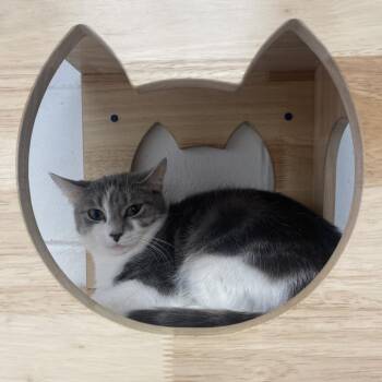 Domestic Short Hair Cats Available for Adoption in Dayton, Ohio - Cricket | PetCurious