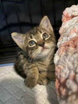 Rescue Domestic Short Hair Cats for Adoption in Newnan, Georgia - Vesper | PetCurious