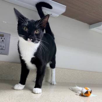 Mika -  Domestic Short Hair Cat for Adoption in Great Falls, Montana - Mika | PetCurious