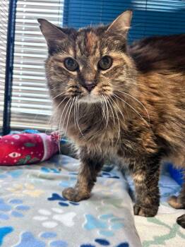 Domestic Short Hair Cats Available for Adoption in Sebastian, Florida - Sour Bat | PetCurious