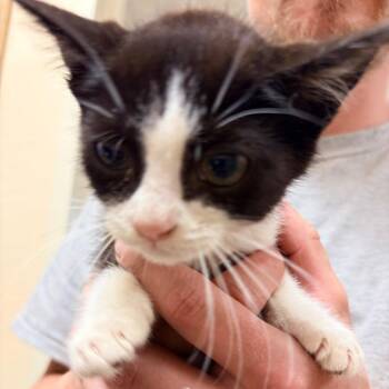 Curry -  Domestic Short Hair Cat for Adoption in Palestine, Texas - Curry | PetCurious