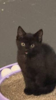 Night -  Domestic Short Hair Cat for Adoption in Cincinnati, Ohio - Night | PetCurious