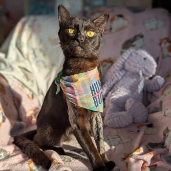Miso (FelV plus Pure Sugar Kitty) -  Domestic Short Hair Cat for Adoption in Tucker, Georgia - Miso (FelV Plus Pure Sugar Kitty) | PetCurious