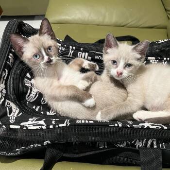 Zena & Zelda BONDED -  Siamese and Snowshoe Cat for Adoption in Boca Raton, Florida - Zena & Zelda BONDED | PetCurious