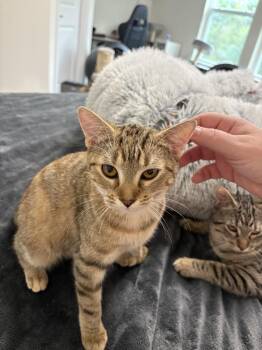 Quartz R -  Tabby Cat for Adoption in Cary, North Carolina - Quartz R | PetCurious
