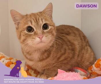 Domestic Short Hair Cats Available for Adoption - Dawson | PetCurious