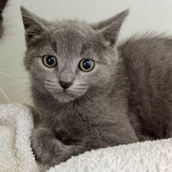 Bazooka (bonded w/ Bubblicious) -  Domestic Short Hair Cat for Adoption in Oakland, California - Bazooka (bonded W/ Bubblicious) | PetCurious
