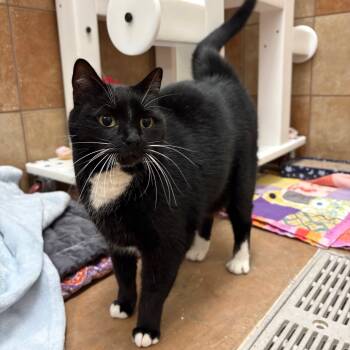 Rescue Domestic Short Hair Cats for Adoption in Spokane, Washington - Jasper | PetCurious