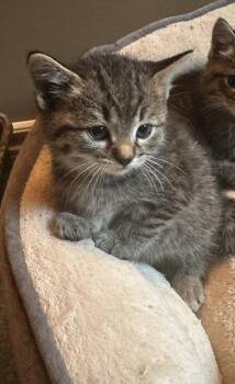 Rescue Tabby Cats for Adoption in Winnipeg, Manitoba - Oregano | PetCurious