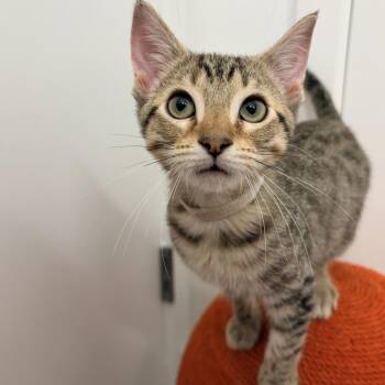 Lester -  Domestic Short Hair Cat for Adoption in Cumming, Georgia - Lester | PetCurious