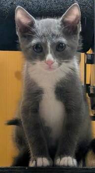 Domestic Short Hair Cats Available for Adoption in Fort Collins, Colorado - Marty McFly | PetCurious