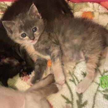 Delilah -  Domestic Short Hair Cat for Adoption in Long Beach, California - Delilah | PetCurious