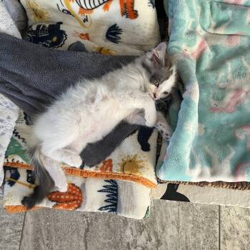 Milo (pre-adoption) -  Domestic Long Hair and Turkish Van Cat for Adoption in Norco, California - Milo (pre-adoption) | PetCurious