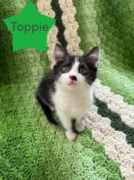 Toppie -  Domestic Short Hair Cat Available for Adoption in Hartville, Ohio - Toppie | PetCurious