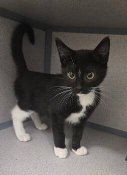 Emmy - I am at Petsmart Northborough -  Domestic Short Hair Cat for Adoption in East Brookfield, Massachusetts - Emmy - I Am At Petsmart Northborough | PetCurious