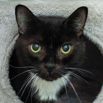 Moby -  Domestic Short Hair Cat for Adoption in Middletown, Rhode Island - Moby | PetCurious