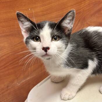 Stan -  Domestic Short Hair Cat Available for Adoption in Sonora, California - Stan | PetCurious