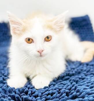 Flatbread Fred is a funny floof - OLD ENOUGH TO GO SOLO -  Turkish Van and Tabby Cat for Adoption in Bedford Hills, New York - Flatbread Fred Is A Funny Floof - OLD ENOUGH TO GO SOLO | PetCurious
