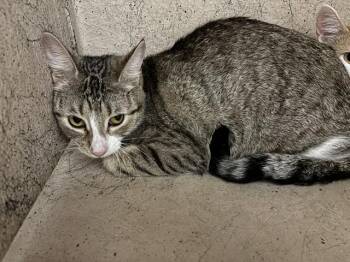 Domestic Short Hair Cats Available for Adoption - A470828 | PetCurious
