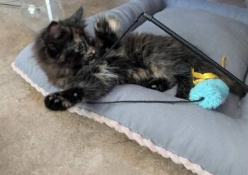 Cher Drain -  Domestic Medium Hair and Tortoiseshell Cat for Adoption in Chandler, Arizona - Cher Drain | PetCurious