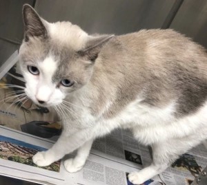 Siamese Cats For Adoption Near Brownsville Vermont Petcurious