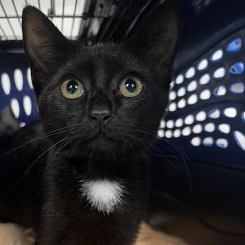 Maxwell 2 -  Domestic Short Hair Cat for Adoption in Montgomery, Alabama - Maxwell 2 | PetCurious