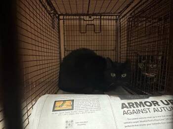 Precious -  Domestic Short Hair Cat for Adoption in Austin, Texas - Precious | PetCurious